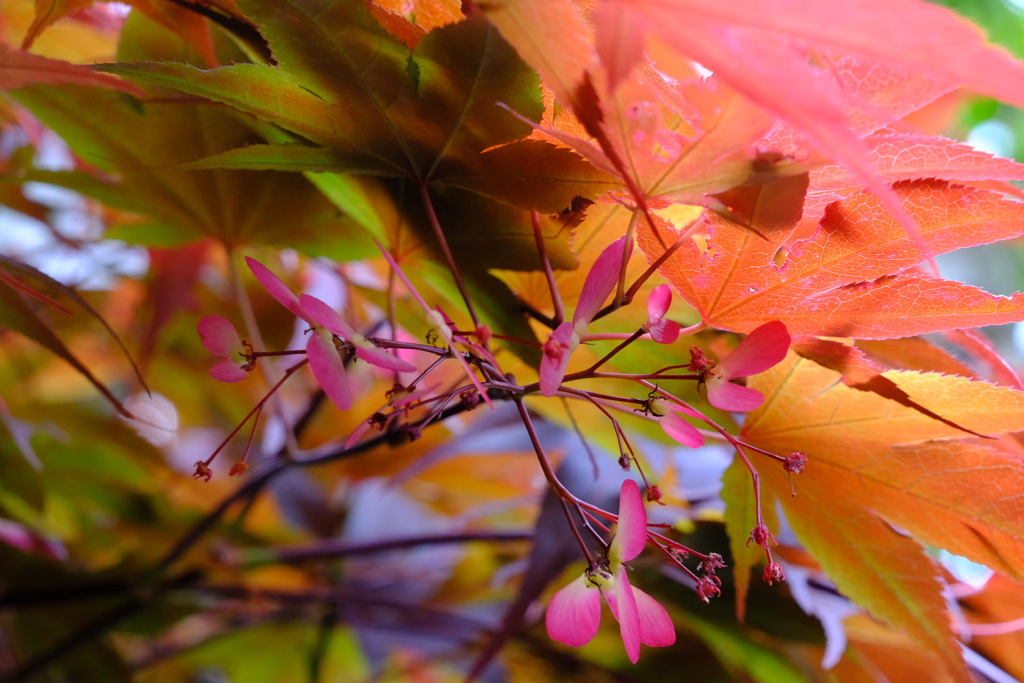 うまれた紅葉