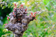百日紅