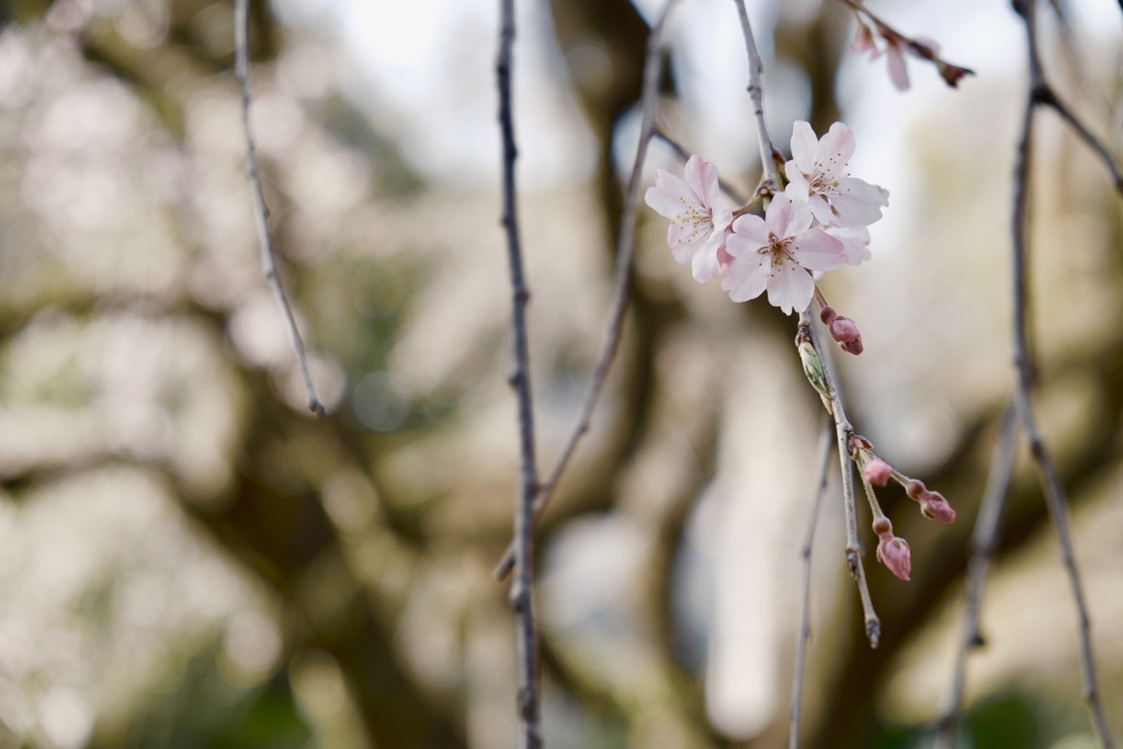 桜が実