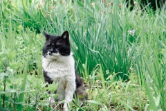 穏やかな動物