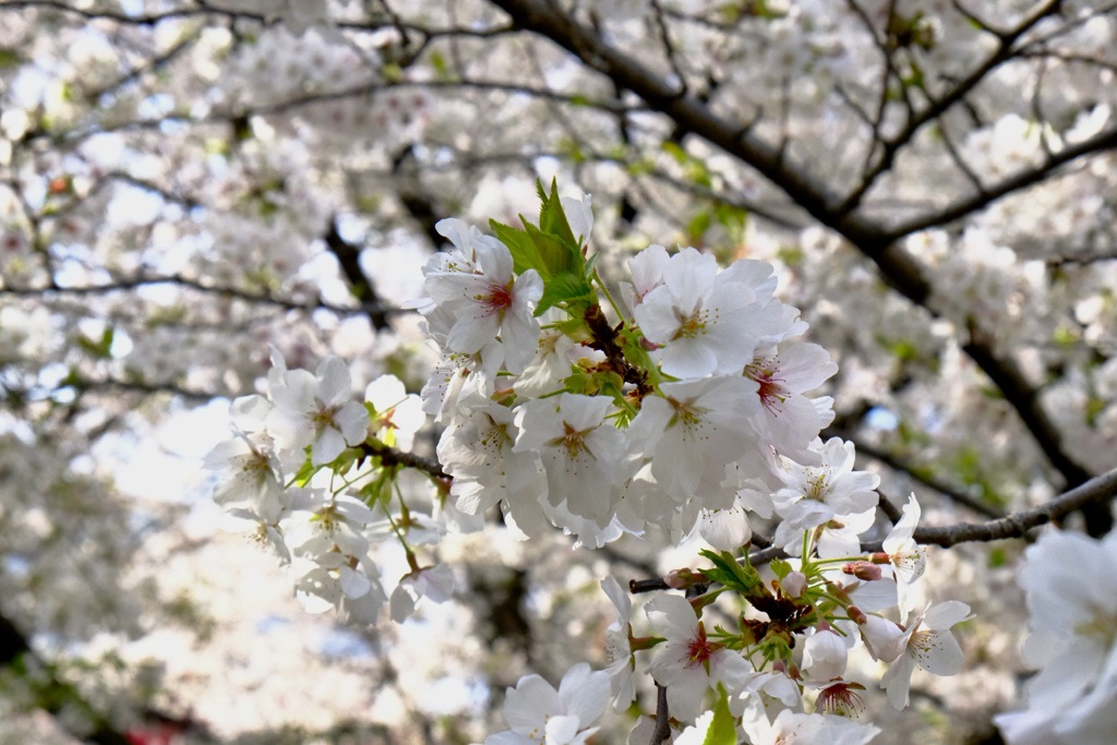 白い桜