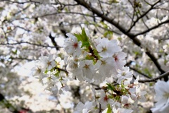 白い桜