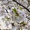白い桜