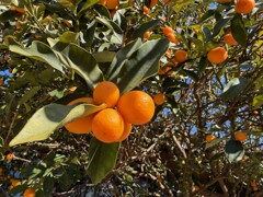 木に実った金柑