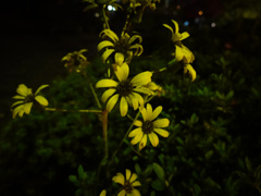 夜の黄花