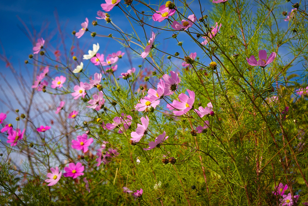 秋桜