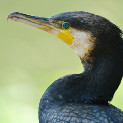 カワウ