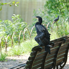 カワウ