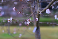 冬桜