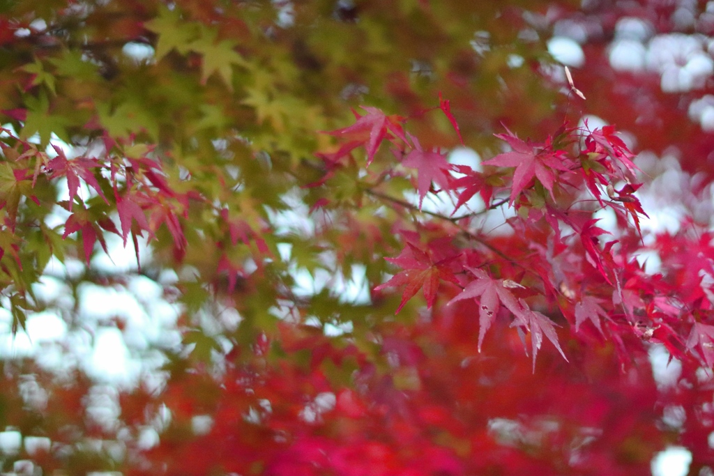 秋紅葉