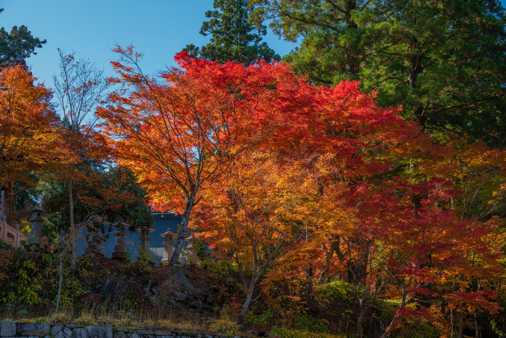 雲辺寺の紅葉
