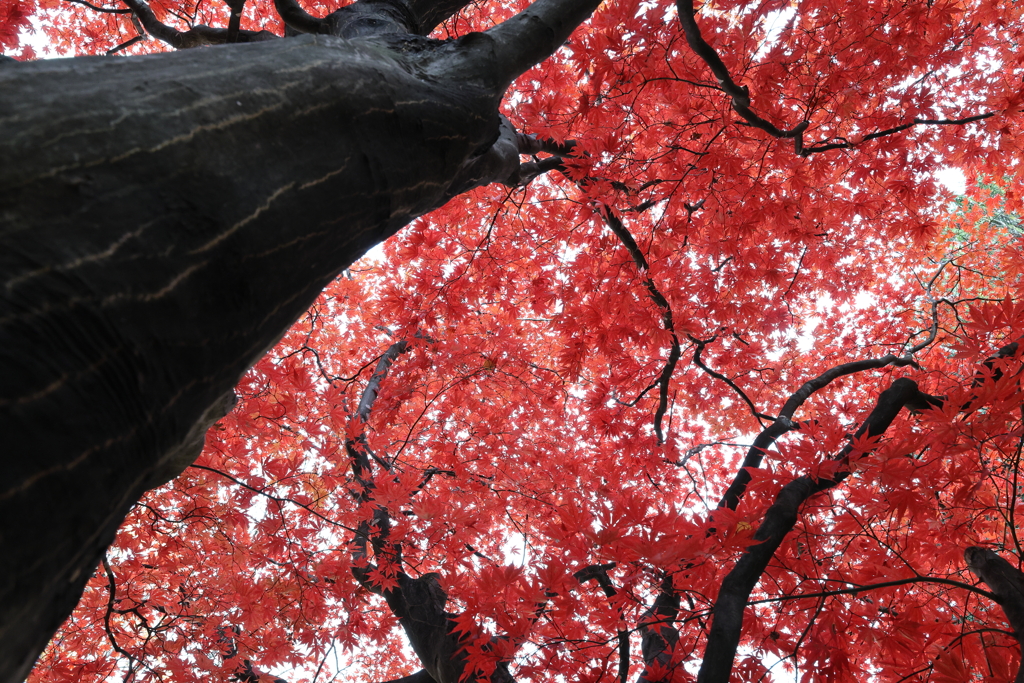 紅葉の季節ですね