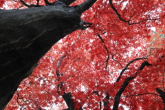 紅葉の季節ですね