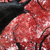 紅葉の季節ですね