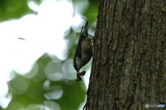 初ゴジュウカラ
