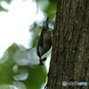 初ゴジュウカラ