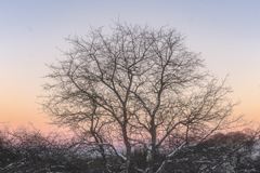夕陽のグラデーションと雪の積もった木