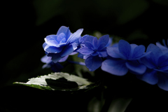 紫陽花