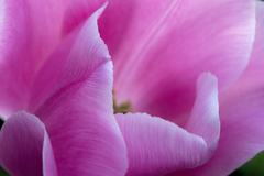 花弁