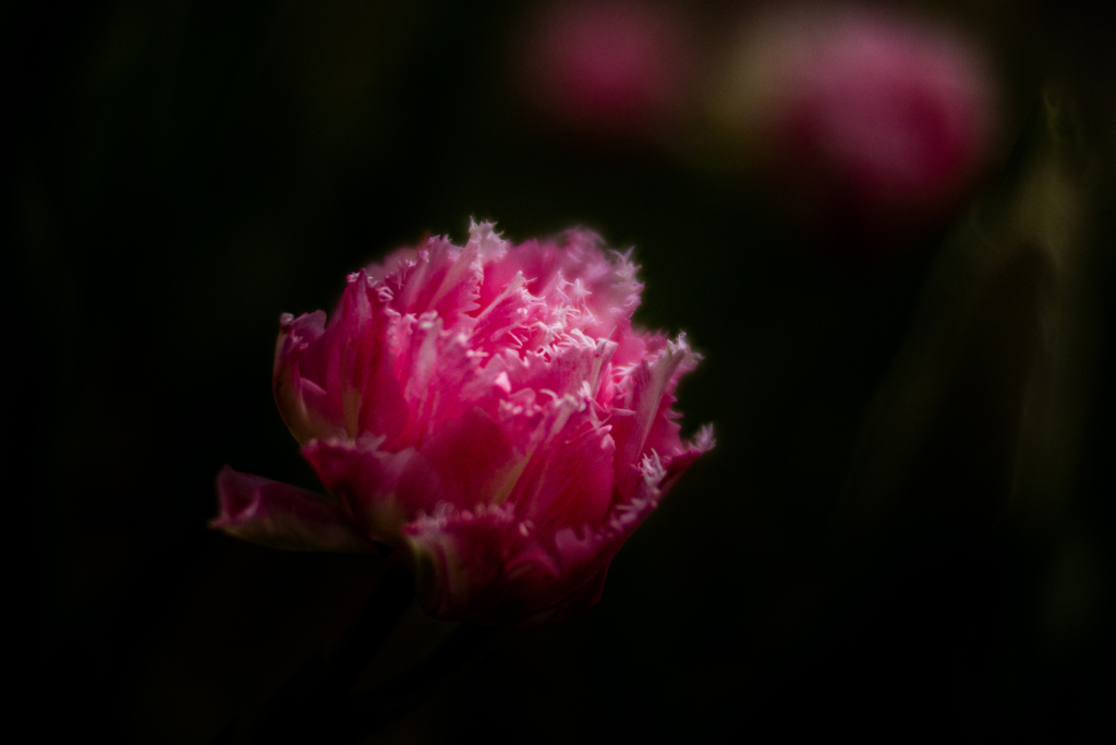 紅い花