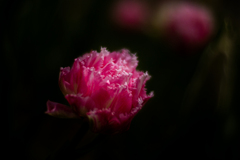 紅い花