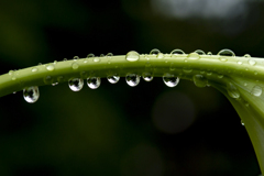 水泡