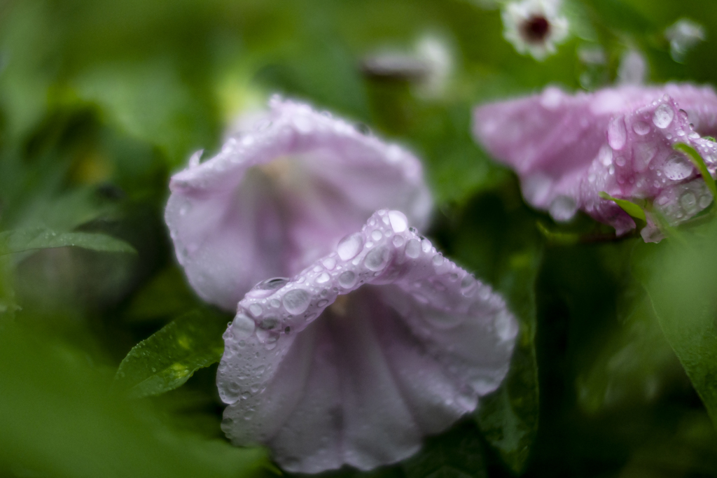 雨の朝