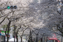 桜通り