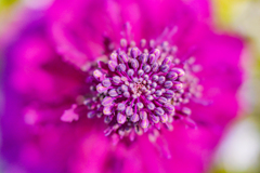 花芯