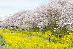 桜堤