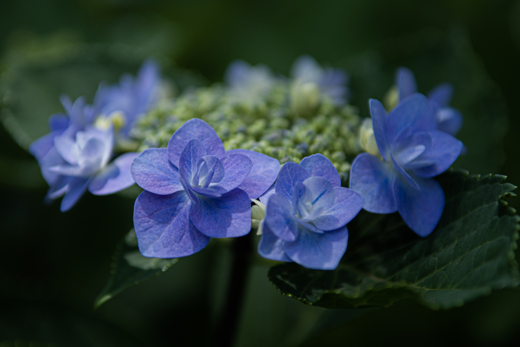 紫陽花