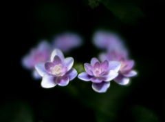 紫陽花　２
