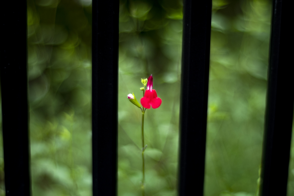 赤い花