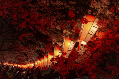 夜桜３