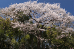 エドヒガンザクラ