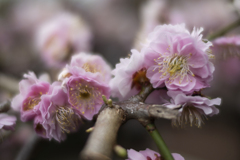 梅の花