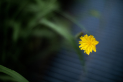 小さな花