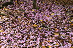 一面の花びら
