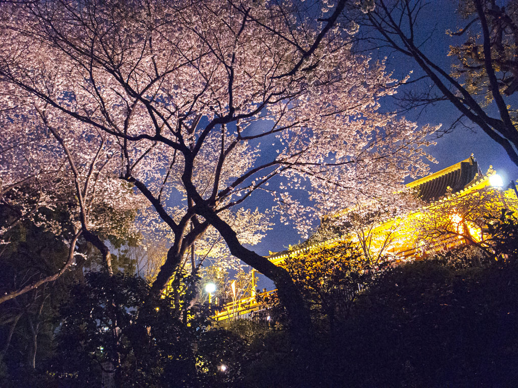 夜桜