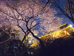 夜桜