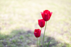 ３花
