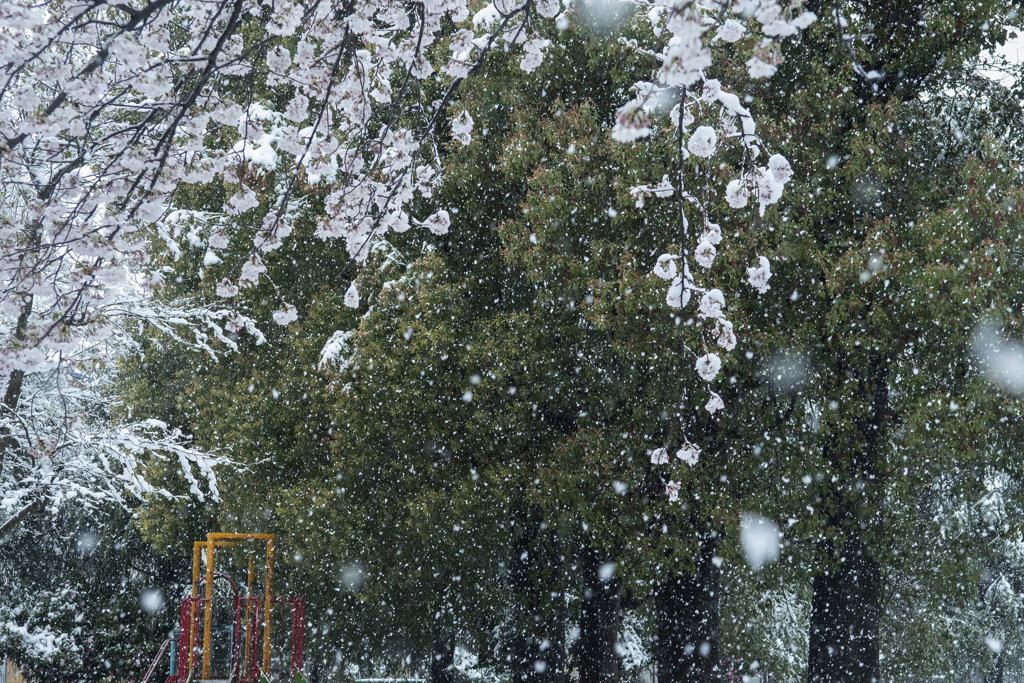 春雪