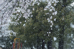春雪