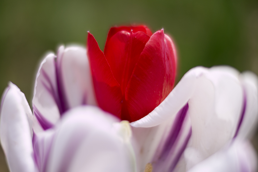 デコレーション