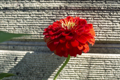 赤い花