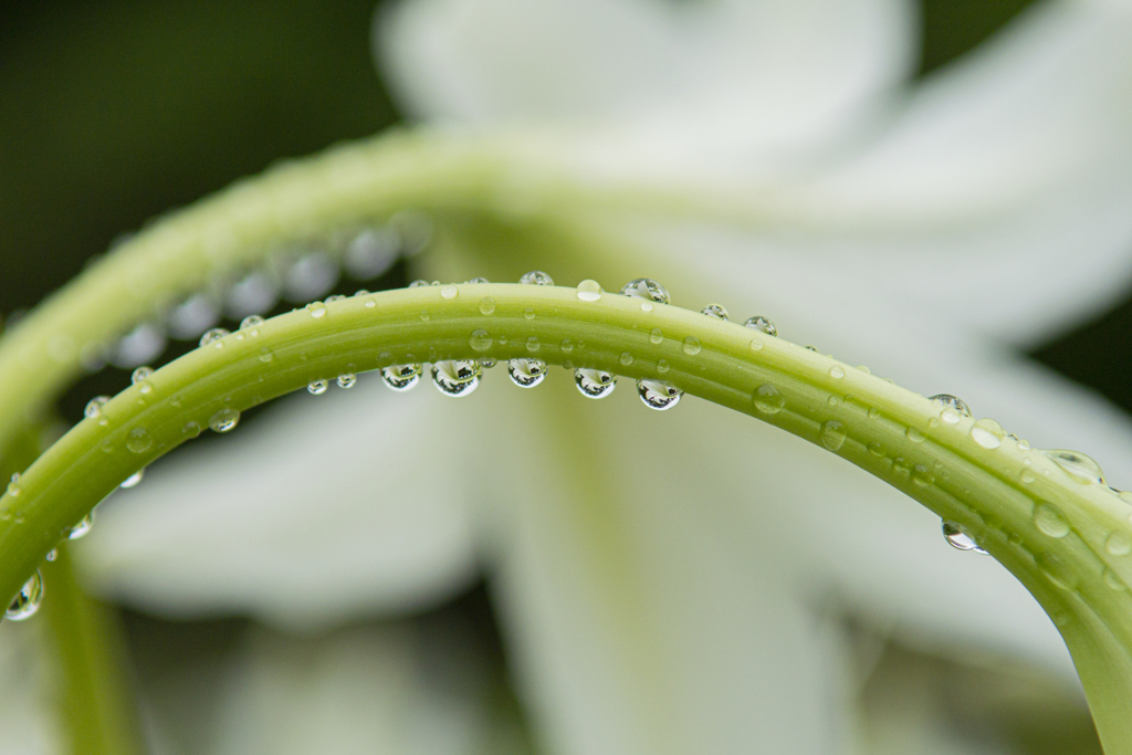 雨上がり