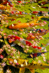 もみじと鯉