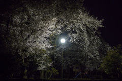 夜桜