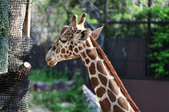 動物園9 キリン