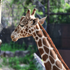 動物園9 キリン